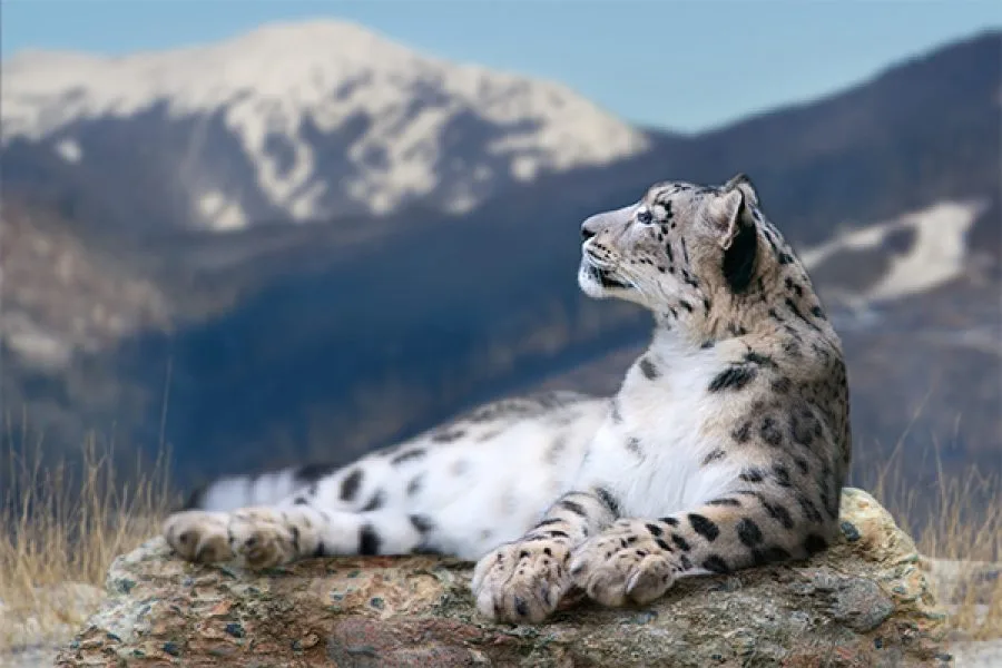 Snow Leopard Trek
