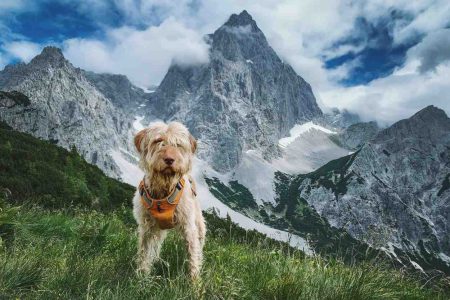 Did You Know? The Loyal Trail Dogs of the Nepal Himalayas
