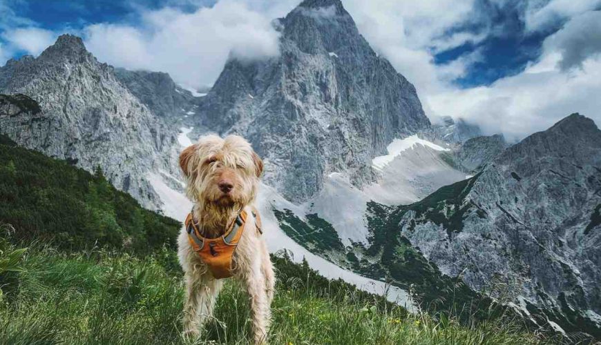 Did You Know? The Loyal Trail Dogs of the Nepal Himalayas