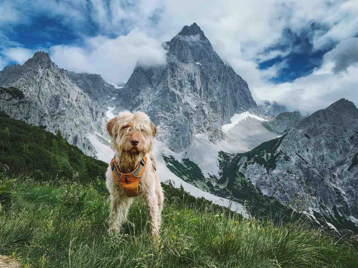 Did You Know? The Loyal Trail Dogs of the Nepal Himalayas